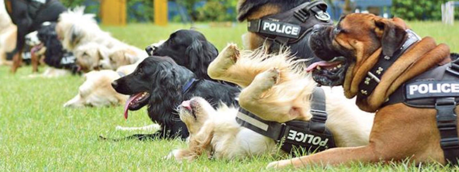 Police To Deploy K9 Units for School Drug Raids